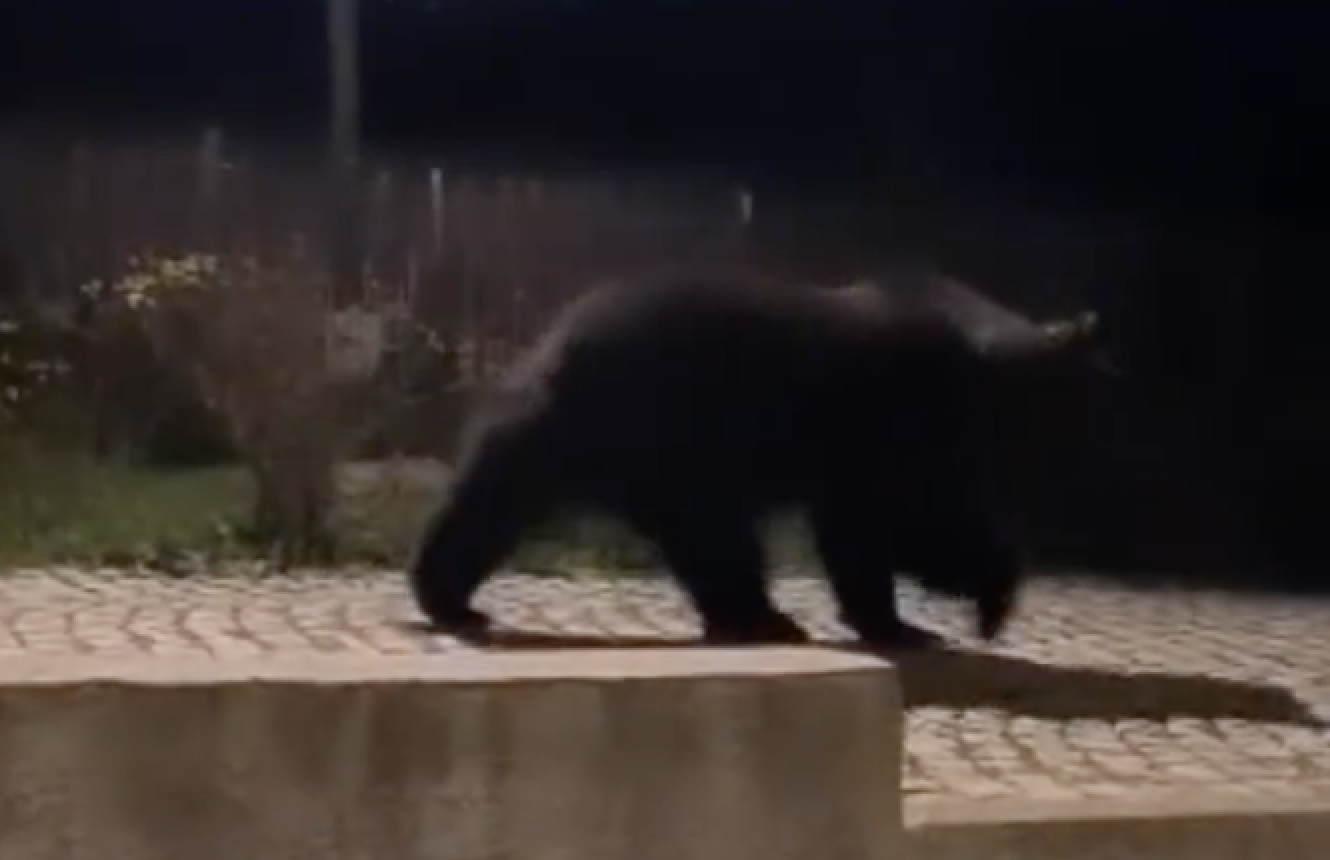 L Orso A Cena Da Romito Ilgerme