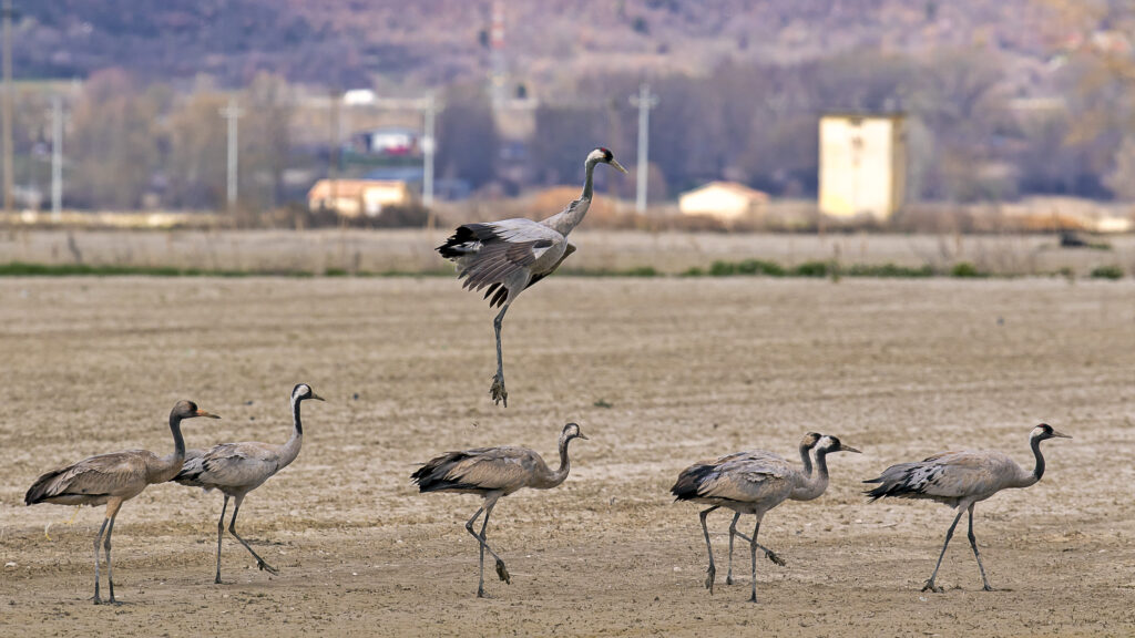 (ph. Stefano Scivola)